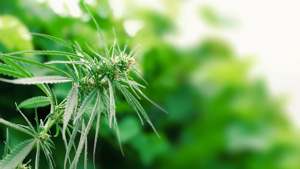 Herbal Extracts for Neurological Health and Blood Clot Prevention