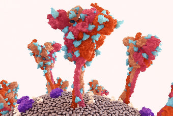 How the Body Eliminates Spike Proteins Safely