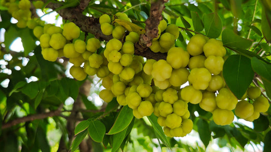 Indian Gooseberry Amla for Antioxidants Digestion and Blood Sugar Support