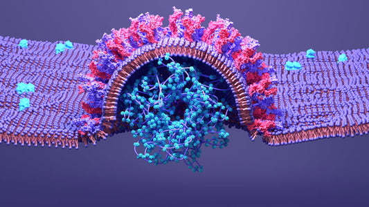 Molecular Mimicry and Autoimmune Pathways in Long Post COVID Vaccination Syndrome (LPCVS)