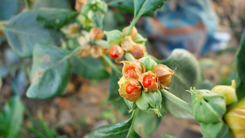 Several herbs are known to impact cortisol, testosterone, and estradiol levels