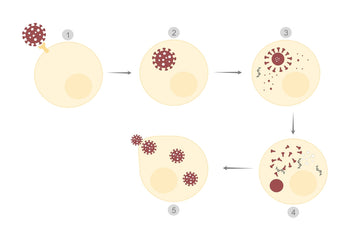 Viral Latency Reactivation and Shedding Explained in Simple Terms