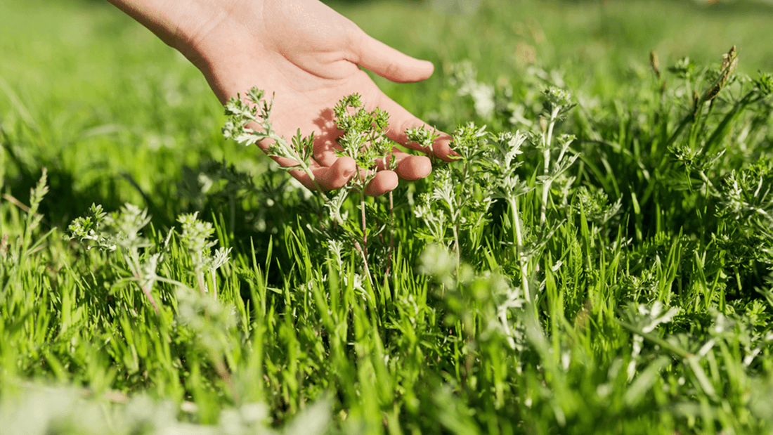Can Herbs Reduce Lactic Acid? Natural Extracts for Muscle Recovery Reviewed - AMLApureSuperC