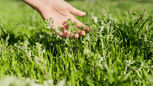Can Herbs Reduce Lactic Acid? Natural Extracts for Muscle Recovery Reviewed - AMLApureSuperC